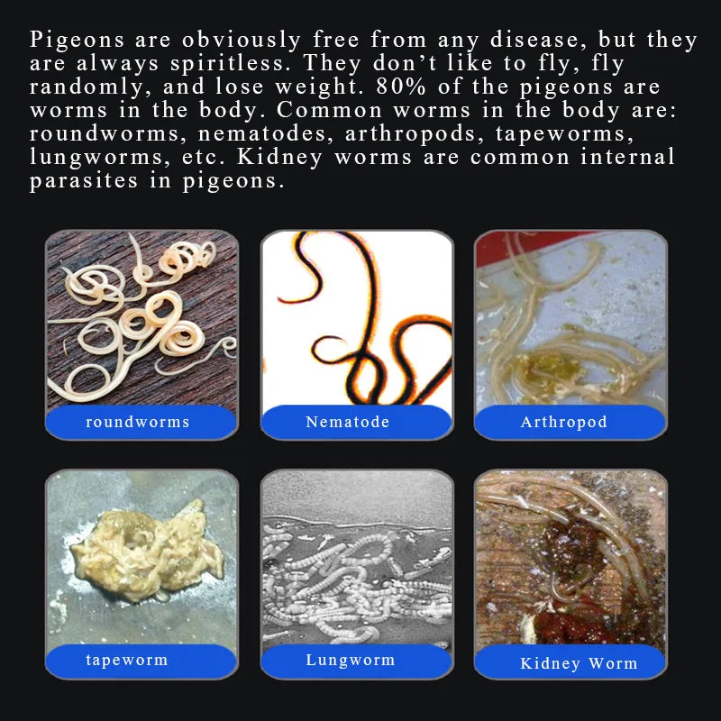 Cleaning and Deworming of Pigeon Trichomonas and Coccidiosis in Vitro and In Vivo